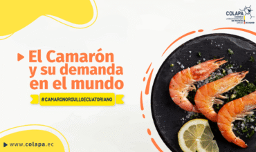 COLAPA_Camaron_demanda_LinkedIN Día Mundial del Camarón COLAPA